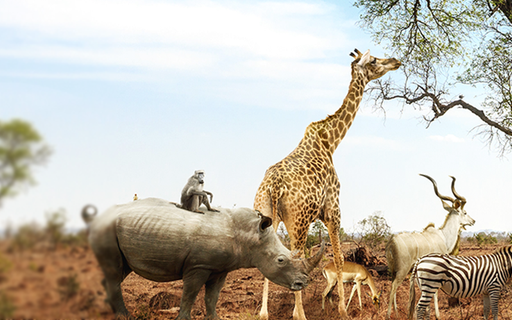 Interview TheExpertE – Baka D. cover